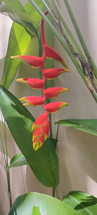 Gartenanlage Summer Island Maldives