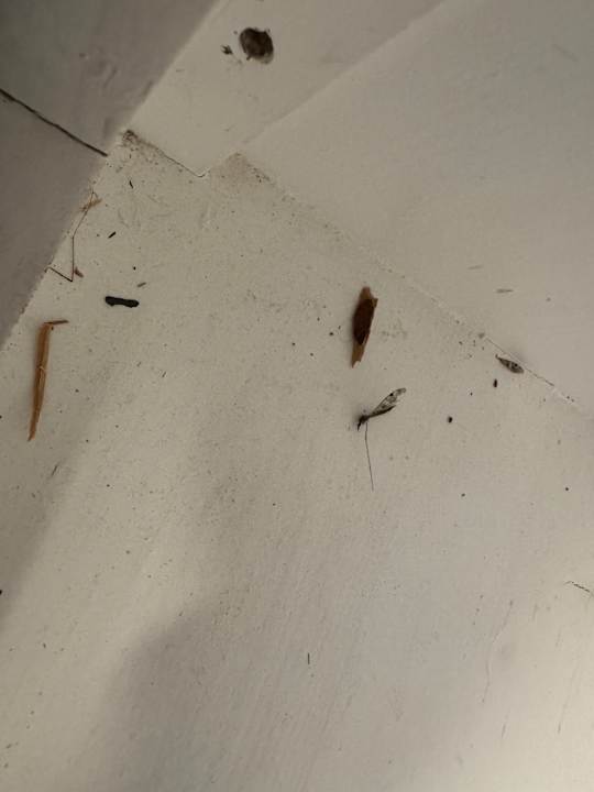 Zimmer Lou Garden Suite