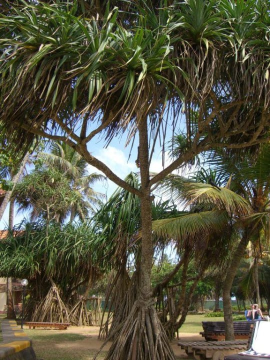Gartenanlage Turyaa Kalutara