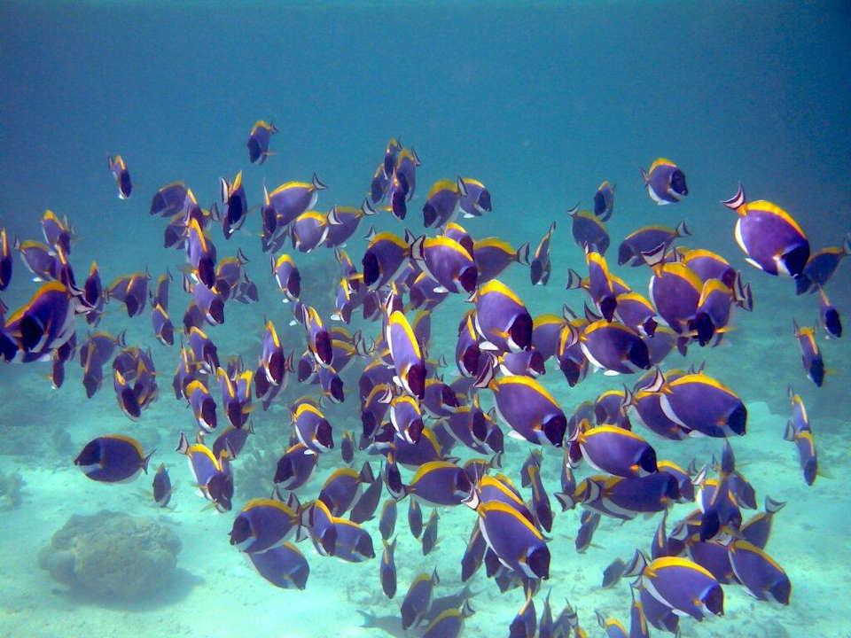 Doctorfische Summer Island Maldives