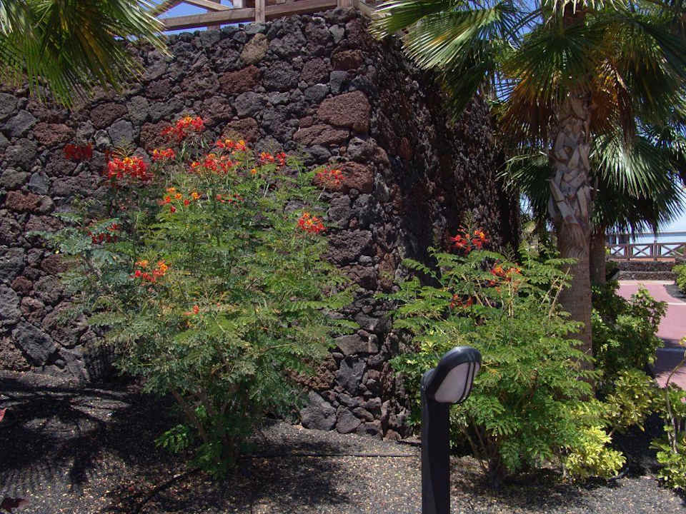 Hotelgarten Occidental Jandía Playa