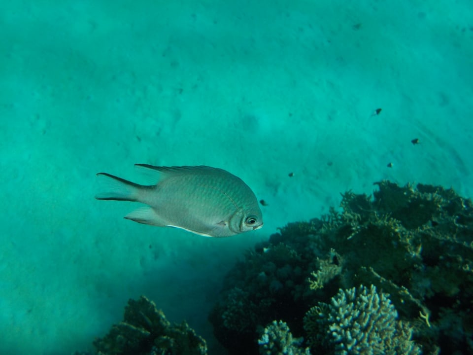 Strand Malikia Resort Abu Dabbab