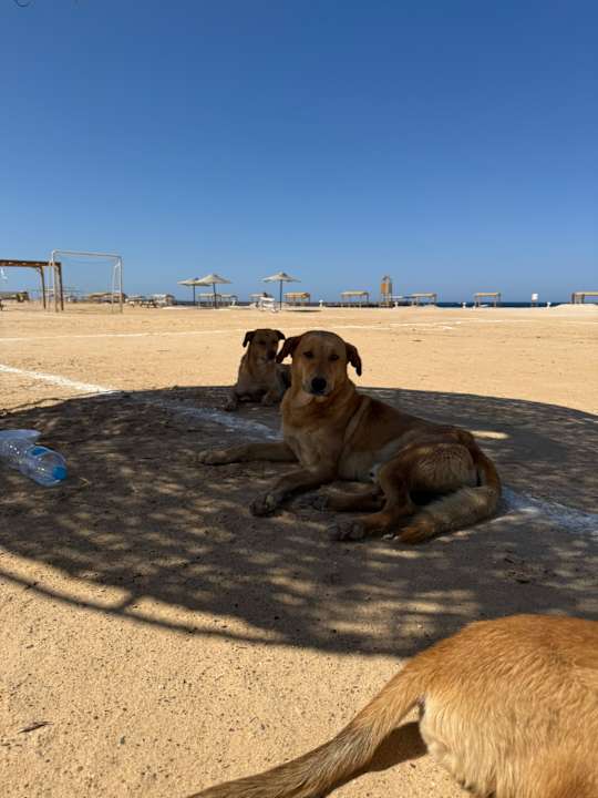Sonstiges Beach Safari Nubian Resort