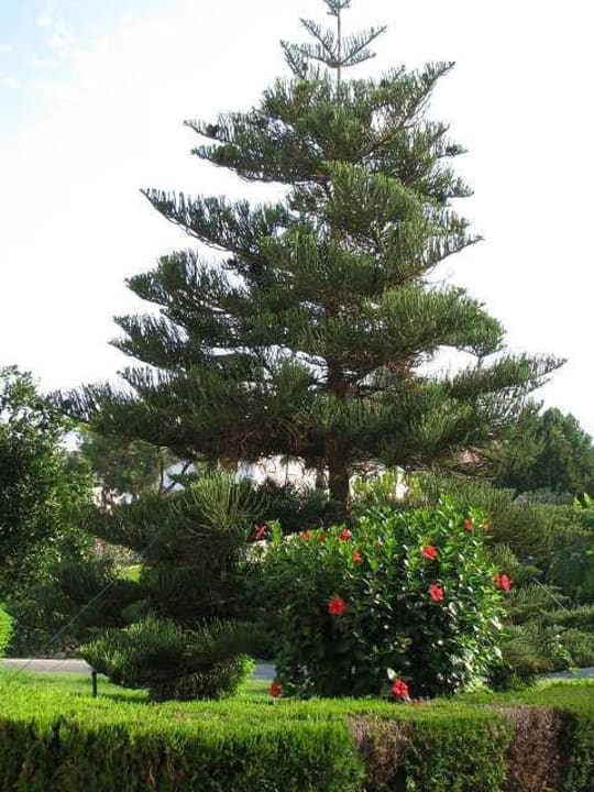 Bepflanzung Ali Bey Club