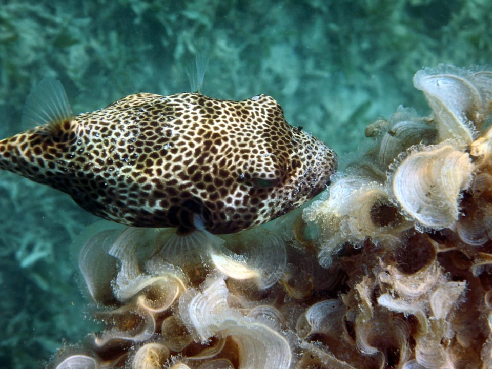 Am Hausriff Cleopatra Luxury Resort Makadi Bay