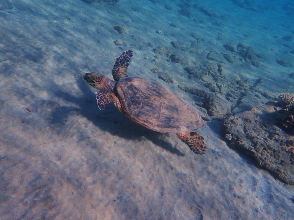 Sport & Freizeit Malikia Resort Abu Dabbab