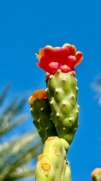 Gartenanlage Steigenberger Aqua Magic