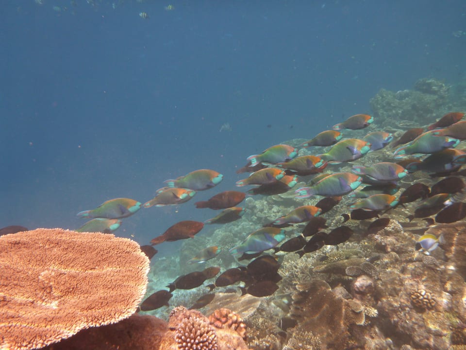 Schule Diamonds Thudufushi