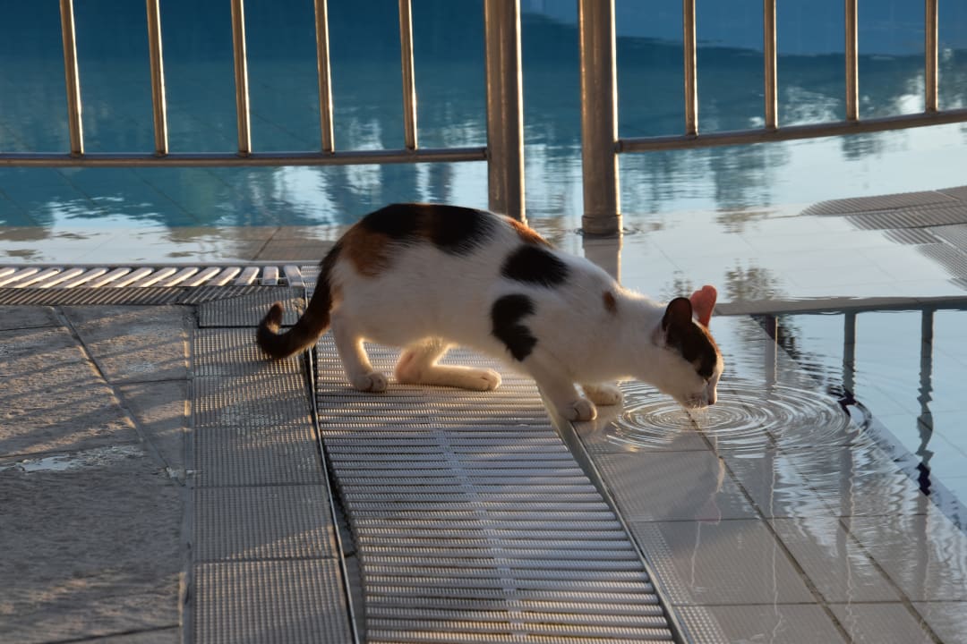 Pool TUI KIDS CLUB Alex Beach