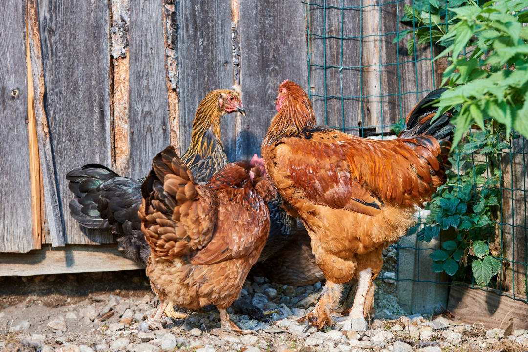 Sonstiges Linharterhof Appartement