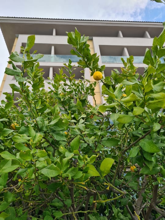 Gartenanlage Aydinbey Kings Palace & Spa