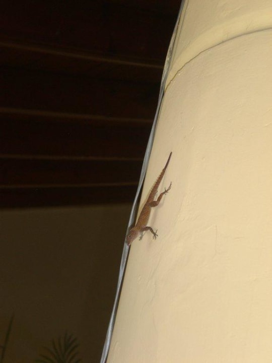 Gecko  Grand Palladium Select Bávaro Resort & Spa