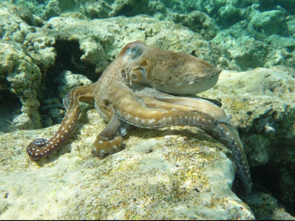 Sport & Freizeit Grand Makadi