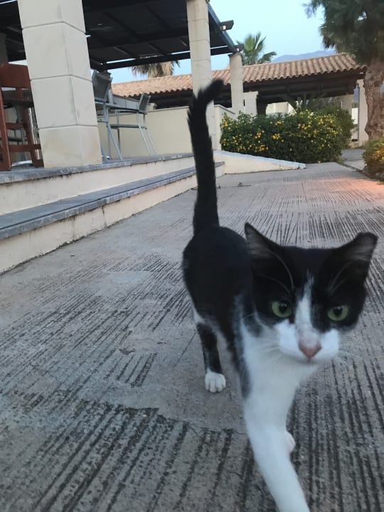 Sonstiges Phãea Cretan Malia