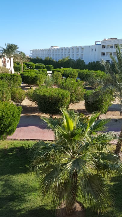 Gartenanlage Desert Rose