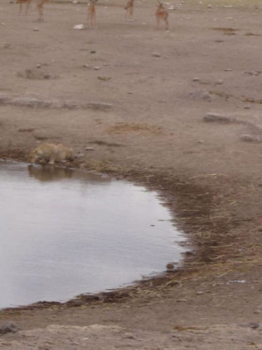 Und auf einmal sind alle weg... Okaukuejo Camp