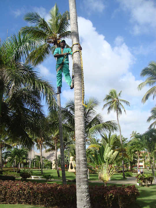 Rafael gets you a fresh coconut to drink Punta Cana Princess All Suites Resort & Spa