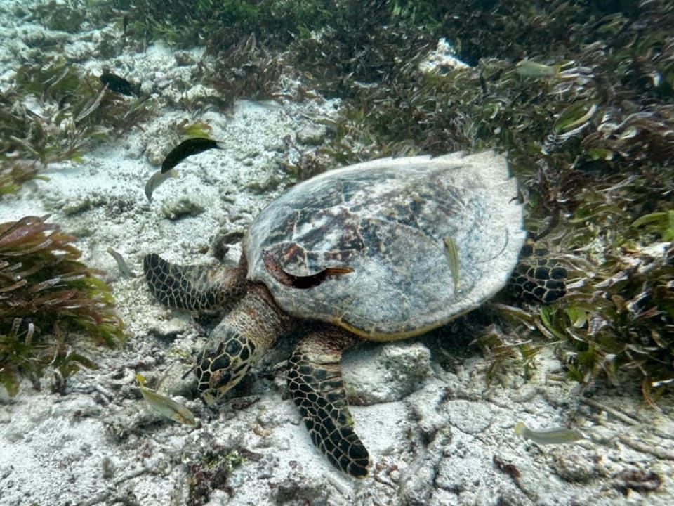 Sport & Freizeit Cinnamon Hakuraa Huraa Maldives