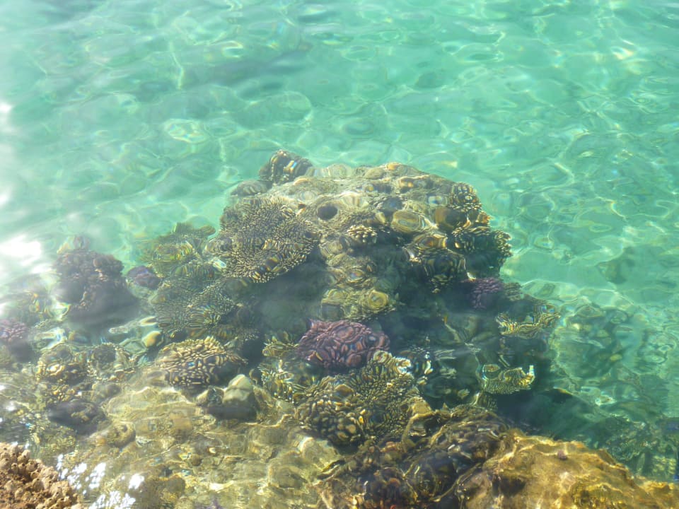 Koral Pickalbatros Citadel Resort