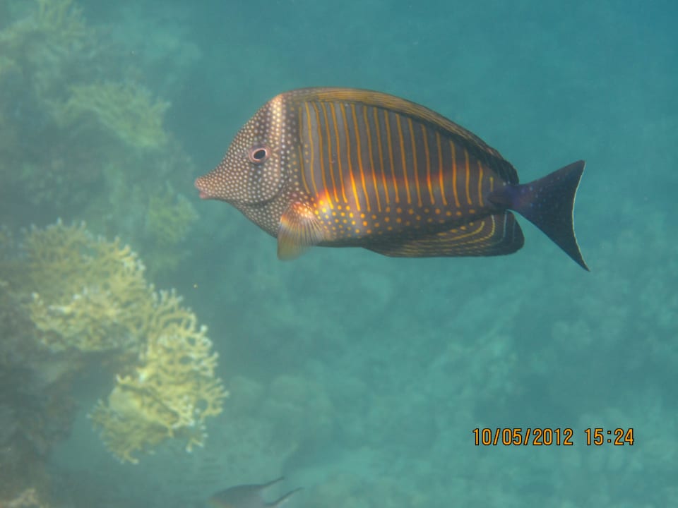  rybka SUNRISE Cardina Resort