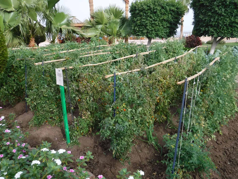 Gartenanlage Sharm Club Beach Resort