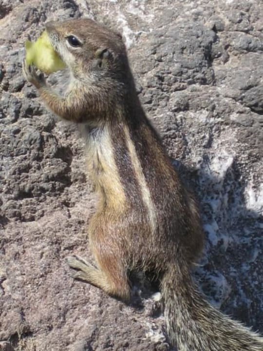 Streifenhörnchen sind überall zu sehen R2 Pajara Beach