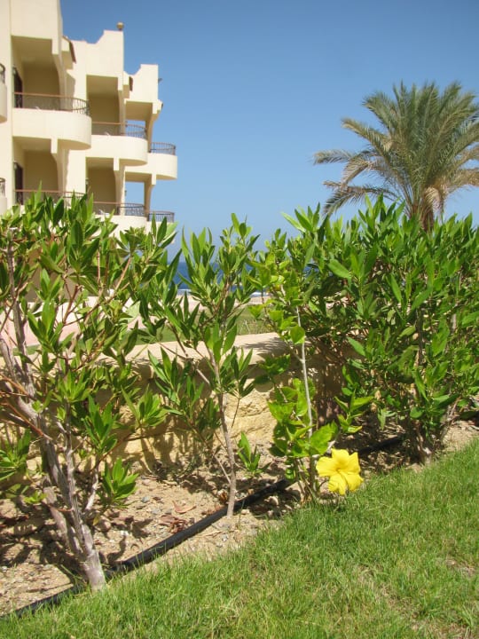 Hotel Coral Hills Resort Marsa Alam  Coral Hills Resorts & SPA
