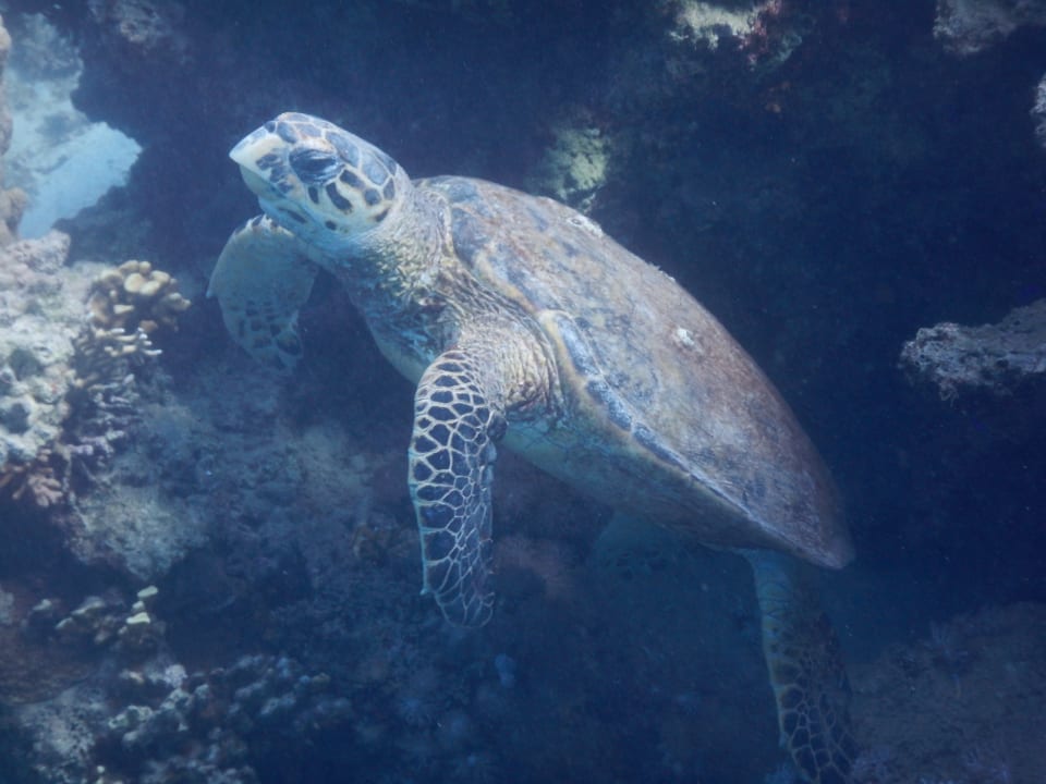 Sport & Freizeit Steigenberger Coraya Beach - Adults only