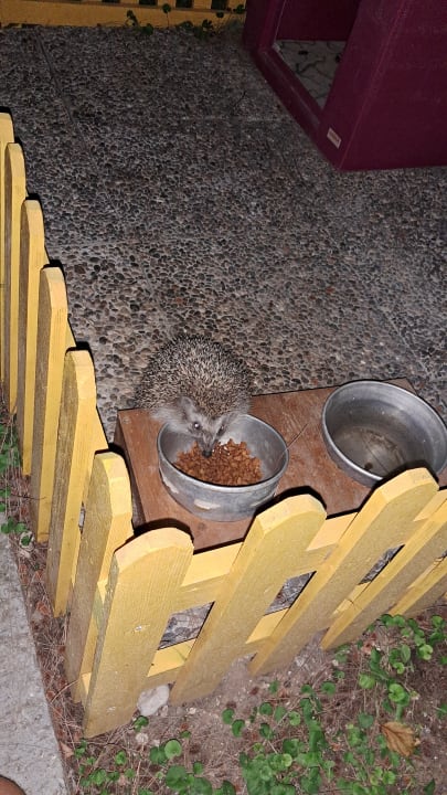 Gartenanlage Club Sidelya Hotel