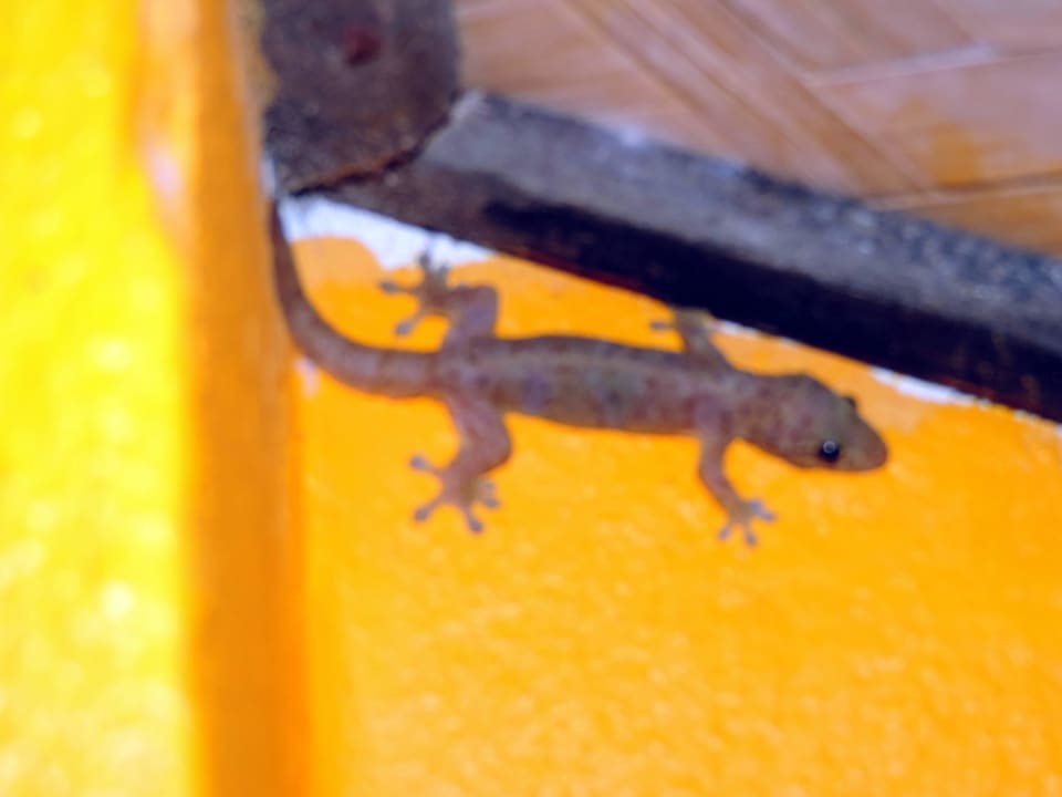 Jaszczurka w łazience Hotel Relax Bay Koh Lanta