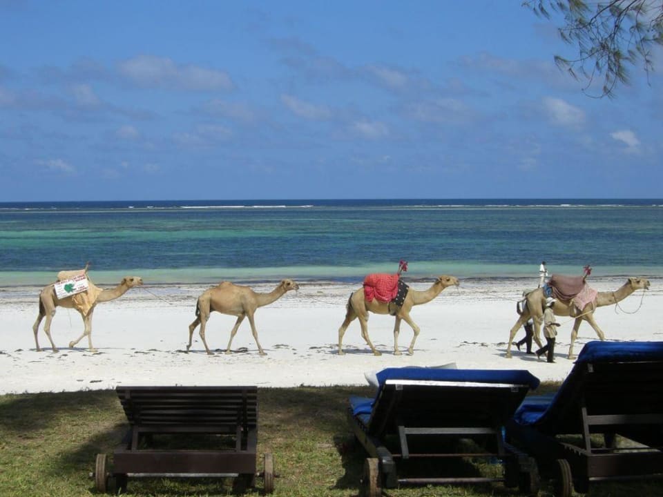 Blick aufs Meer und auf Kamele zum Reiten Hotel Diani Sea Lodge