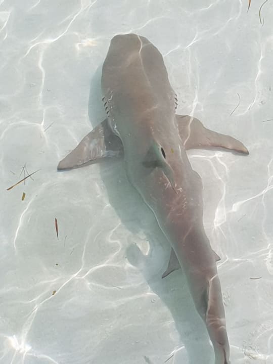 Strand Meeru Maldives Resort Island