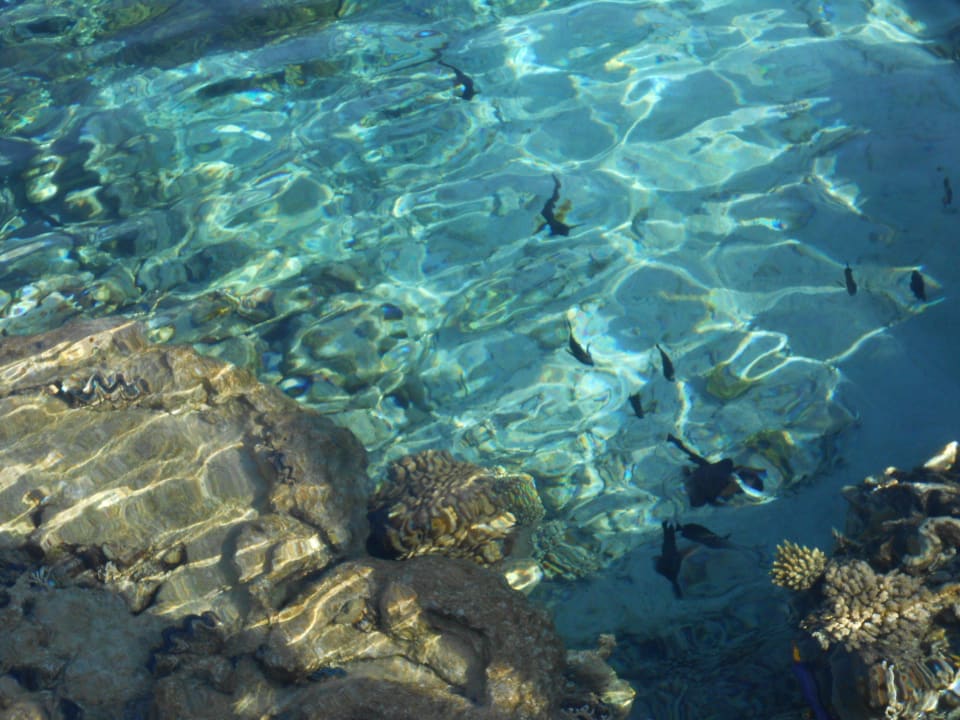 Riff Steigenberger Coraya Beach - Adults only