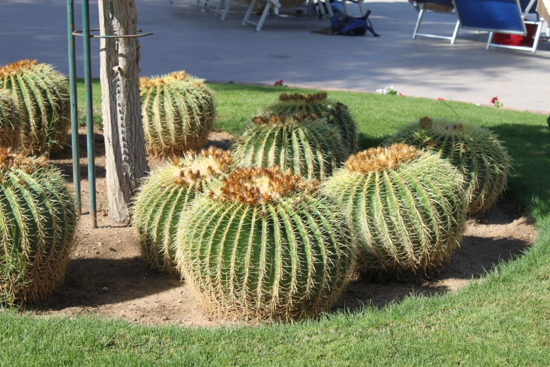 Gartenanlage Pickalbatros Jungle Aqua Park Resort - Neverland Hurghada
