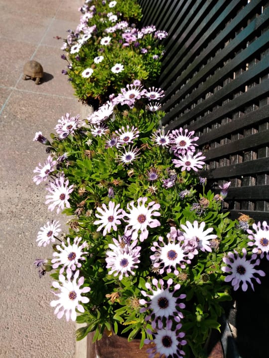 Am Pool Hotel Riad Zahra