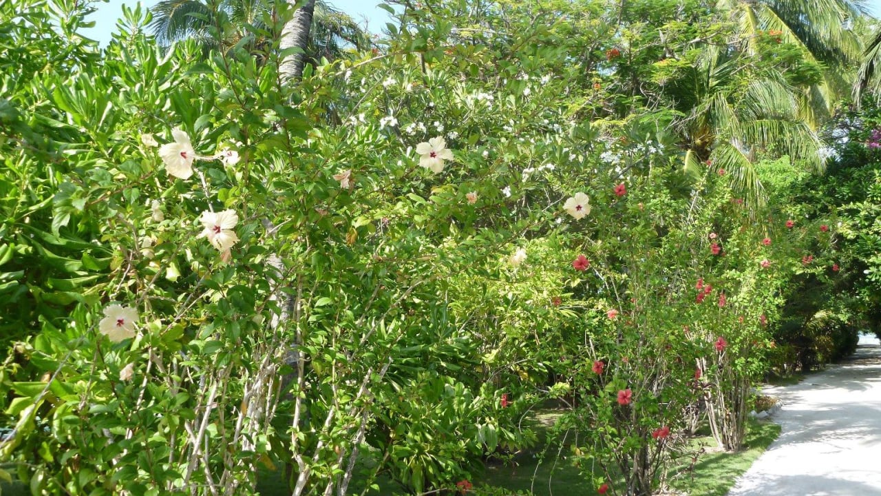 und Sträuchern Adaaran Select Hudhuran Fushi - Premium All Inclusive