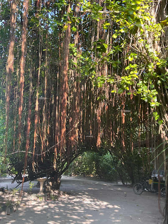 Gartenanlage Adaaran Select Meedhupparu Island Resort - Premium All Inclusive