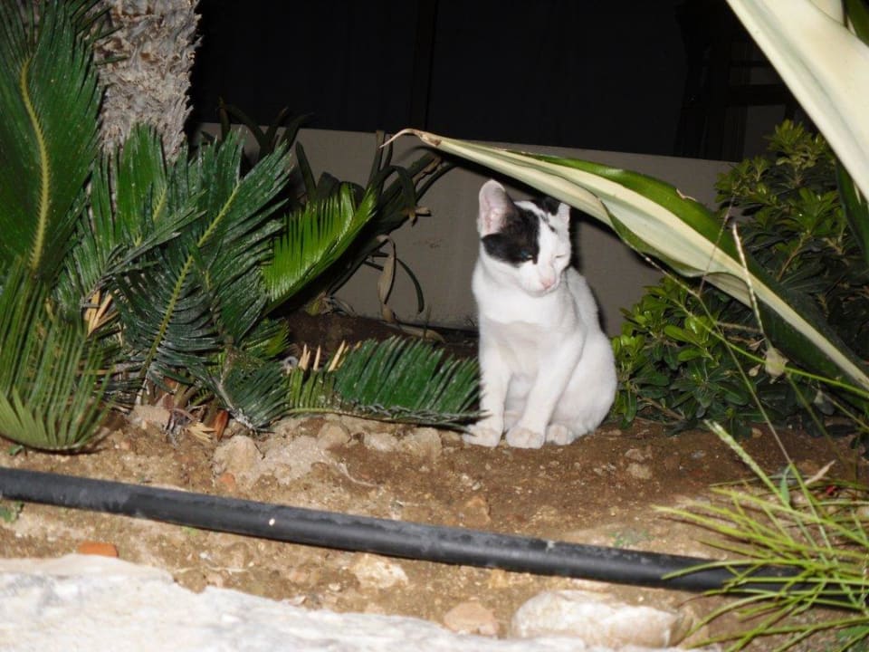 Hotel Aquagrand Aquagrand Artistic Luxury Beach Resort - Adults only