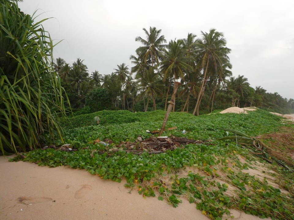 Nachbarstrand Hotel Haus am Meer Wilde Ananas