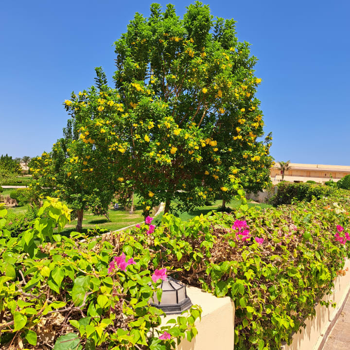 Gartenanlage Cleopatra Luxury Resort Makadi Bay
