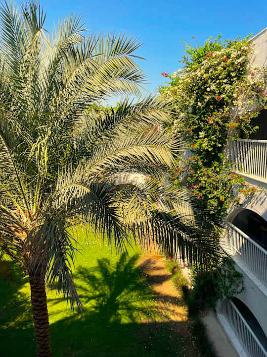 Gartenanlage Desert Rose