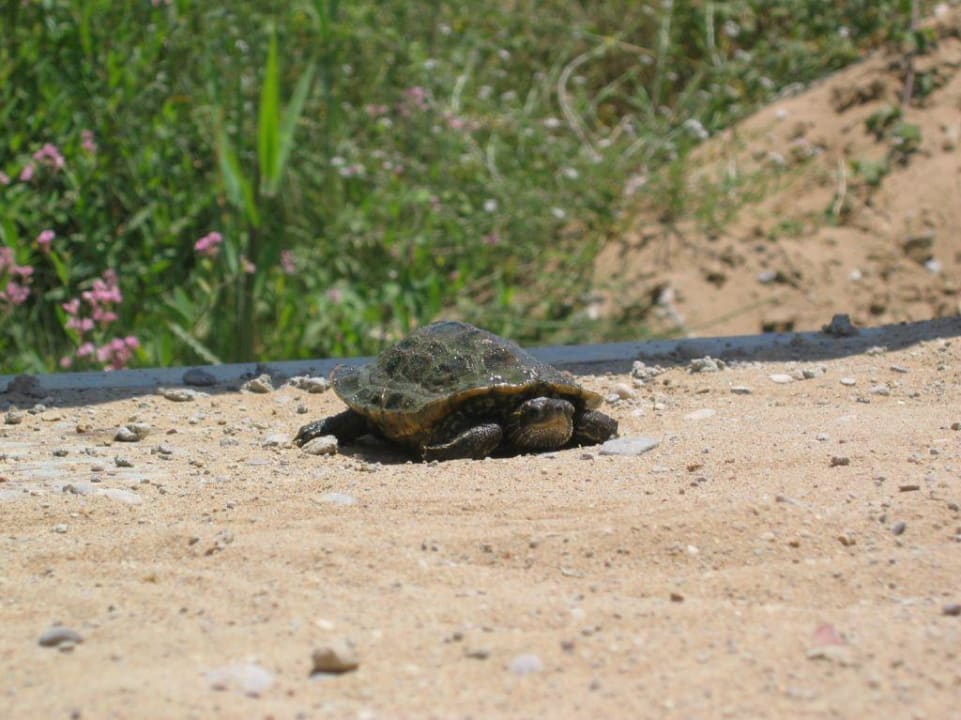 Schildkröten auf dem Weg zum Strand Hotel Novum Garden Side