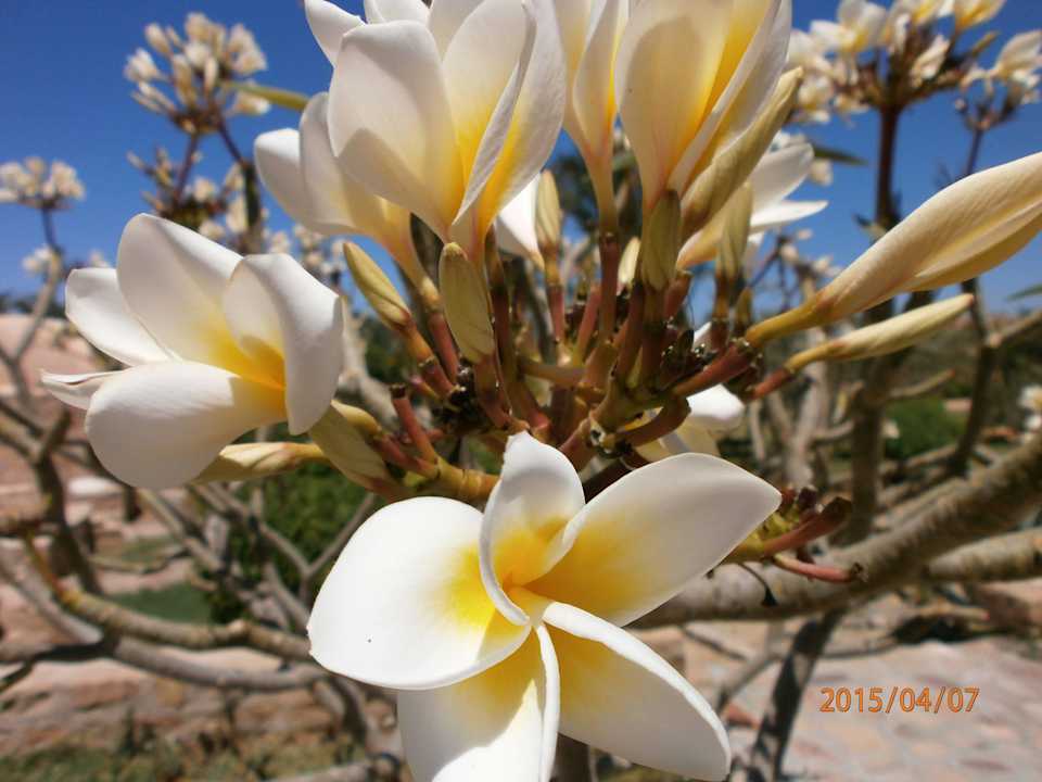 Wenn es Bilder mit Duft gäbe... Pensée Royal Garden Beach Resort