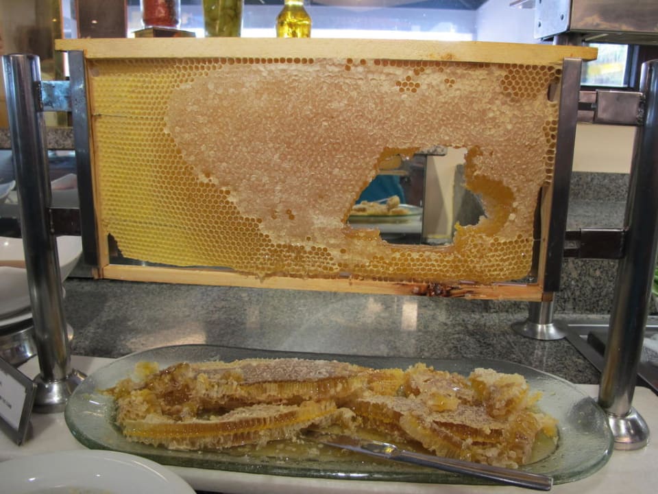 Honigwabe Asteria Family Belek