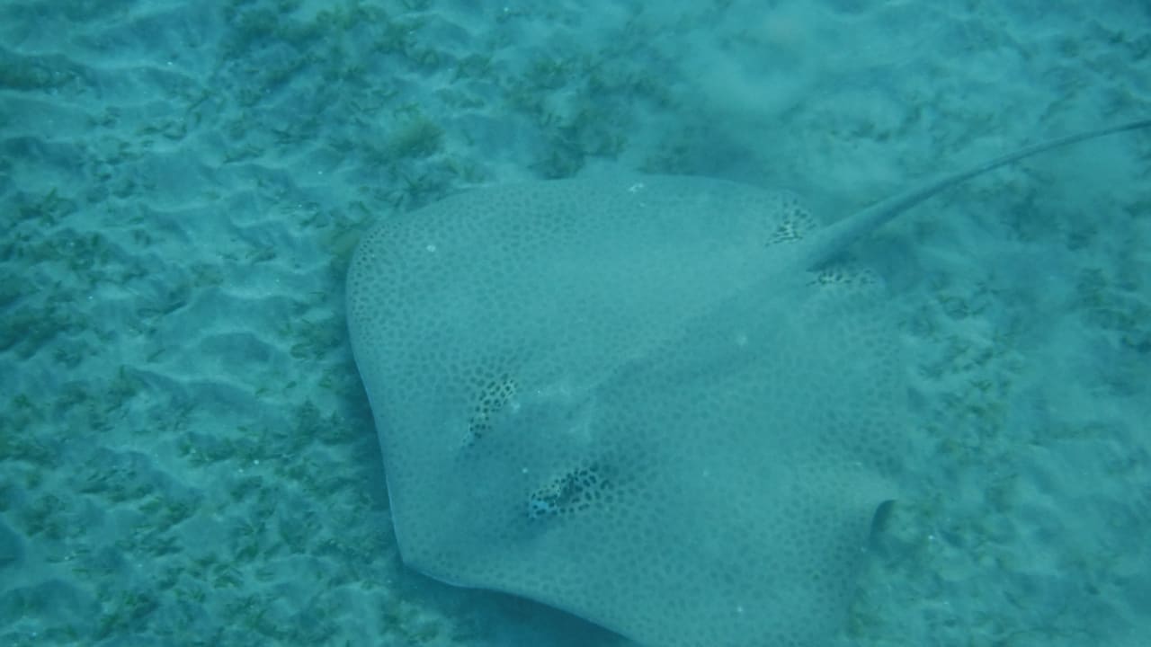 Sport & Freizeit Malikia Resort Abu Dabbab