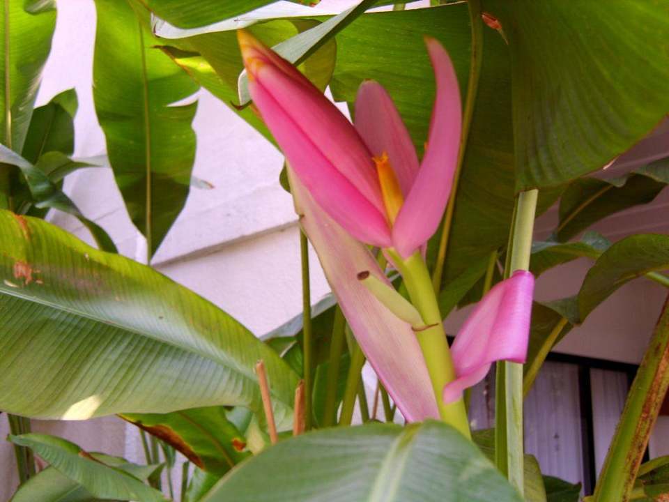 Blühende Banane Woodlands Hotel & Resort