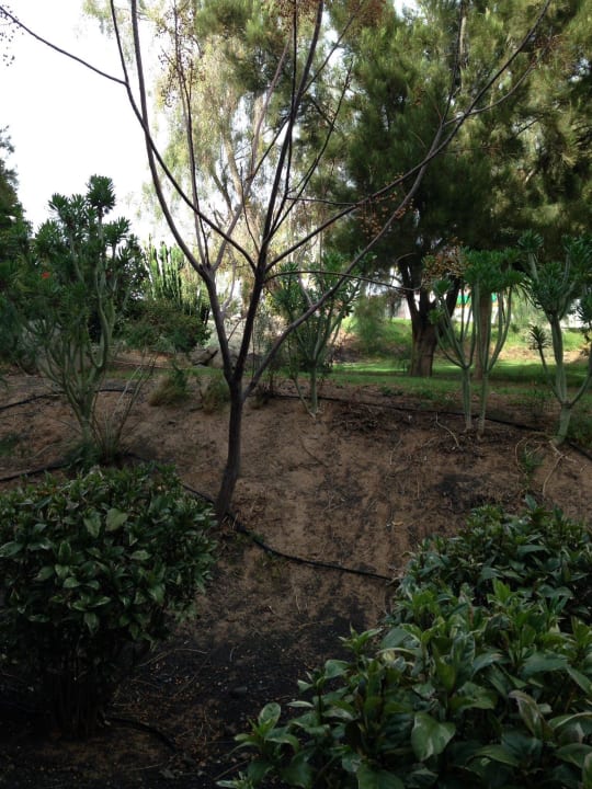 Ausblick vom Zimmer  allsun App.-Hotel Esquinzo Beach