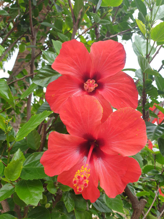 Gartenanlage Hotel Ilusion Moreyó