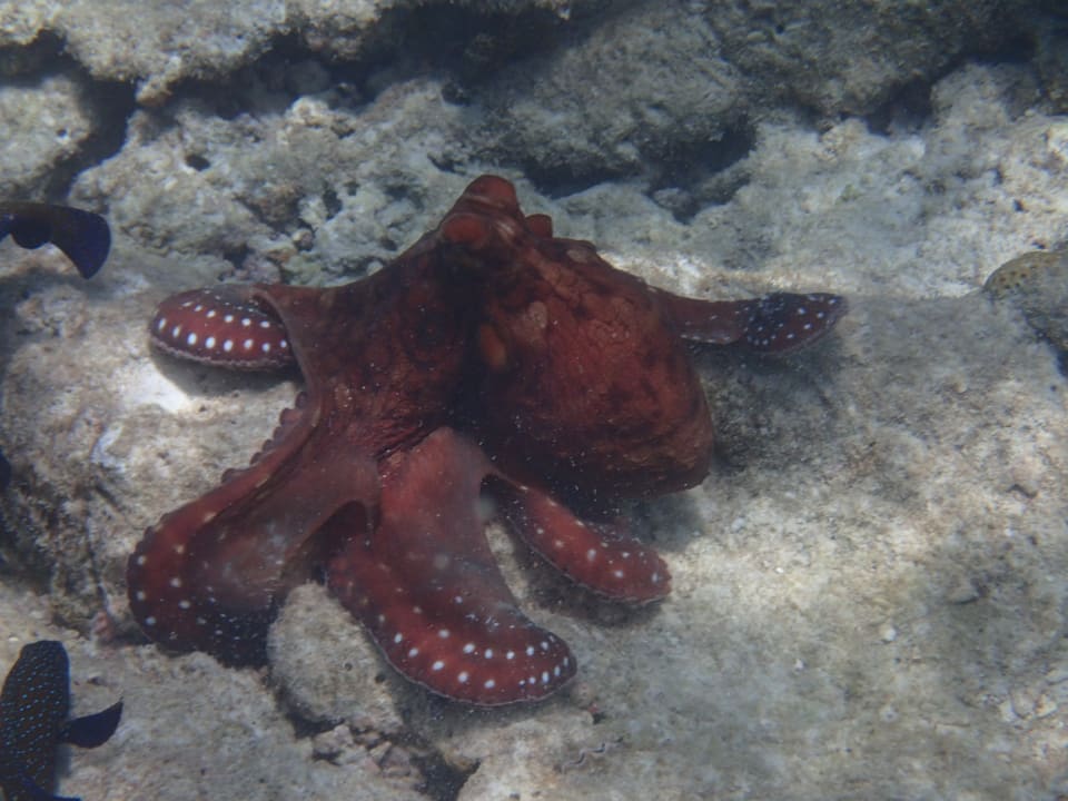 Sport & Freizeit Embudu Village