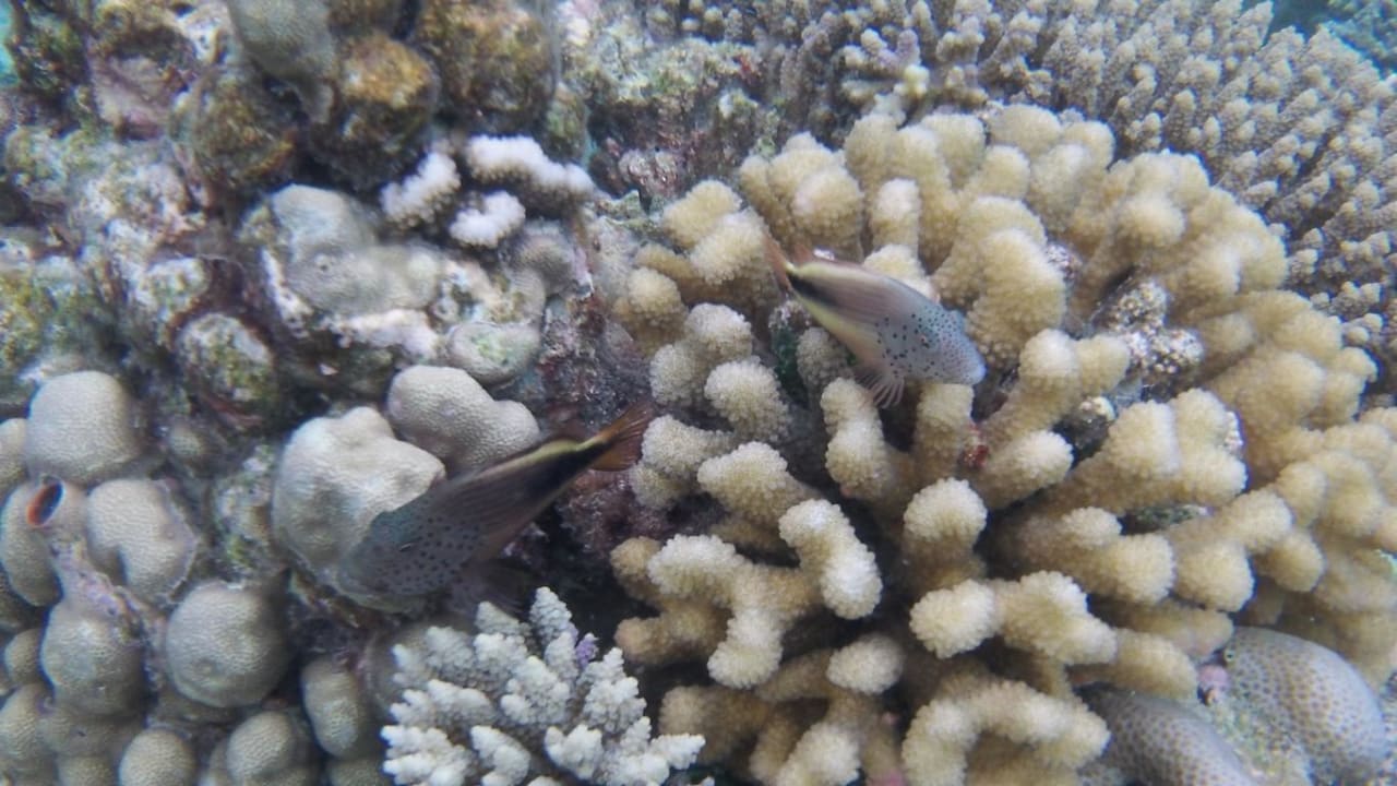 Hausriff Eri Maldives